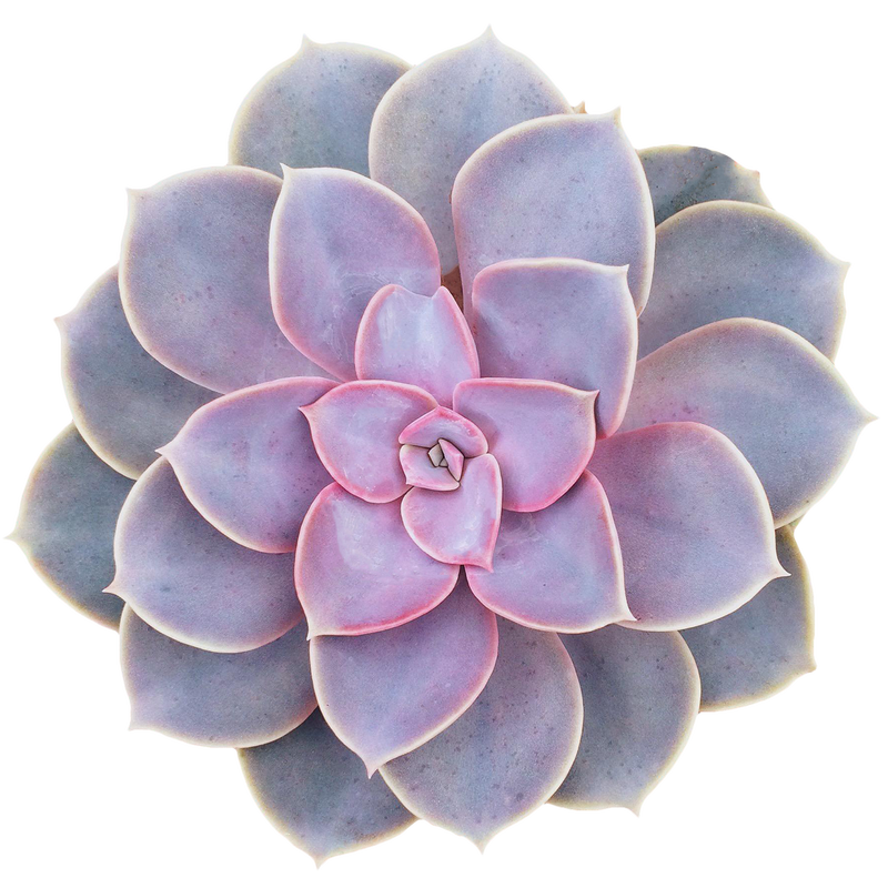 Echeveria 'Perle von Nurnberg'