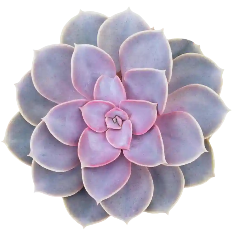 Echeveria 'Perle von Nurnberg'
