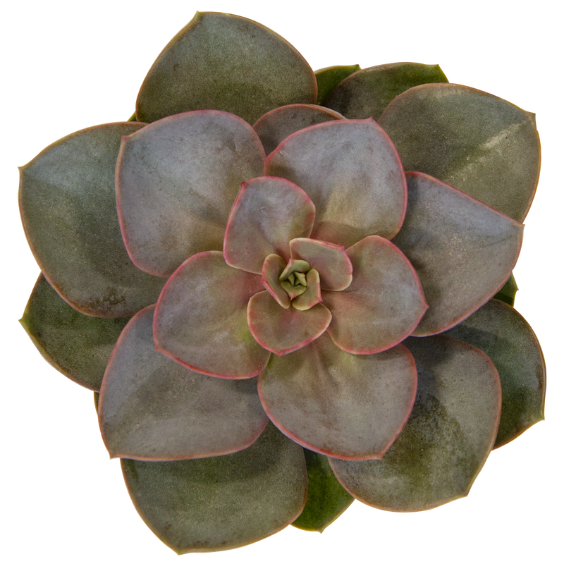 Echeveria 'Red Sky'