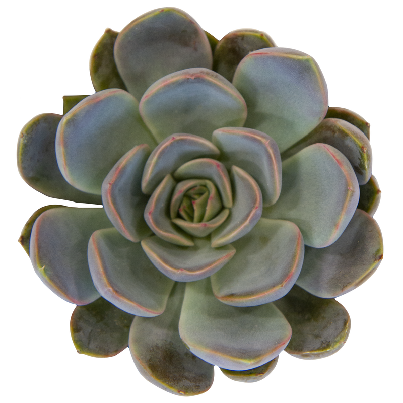 Echeveria 'Summer'