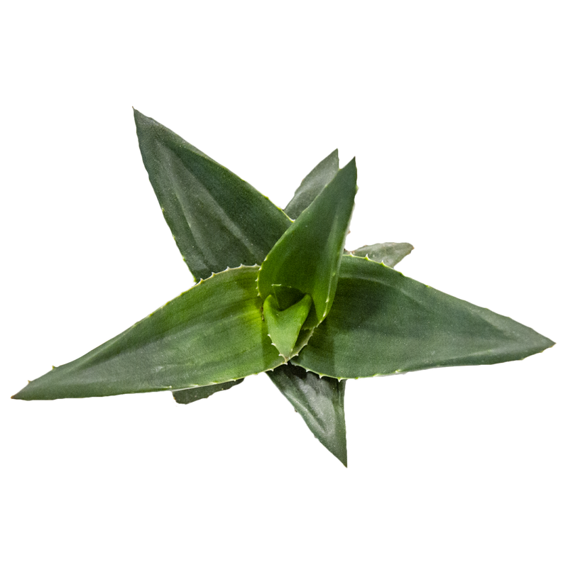 Haworthia 'West Jojo'