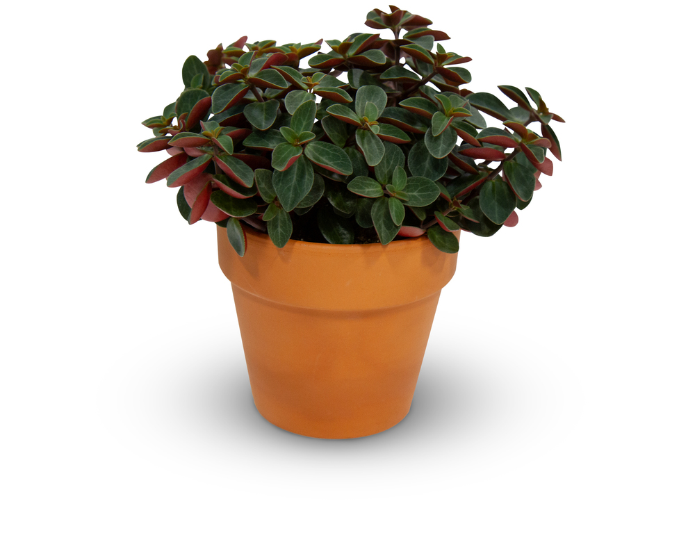 Red Twist Peperomia
