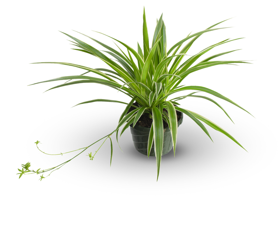 Spider Plant