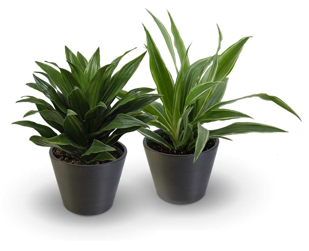 Dracaena