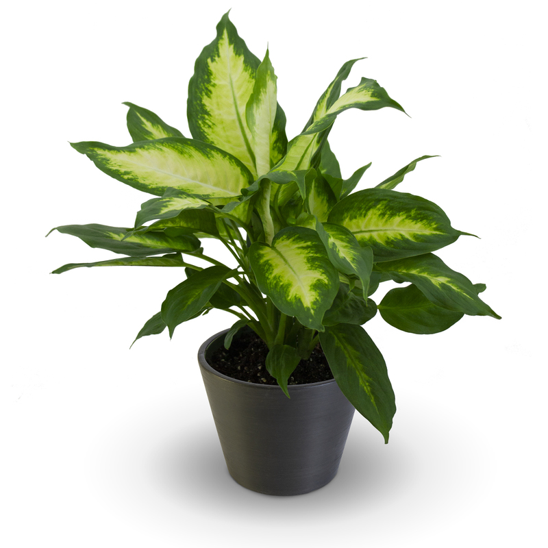 Dieffenbachia