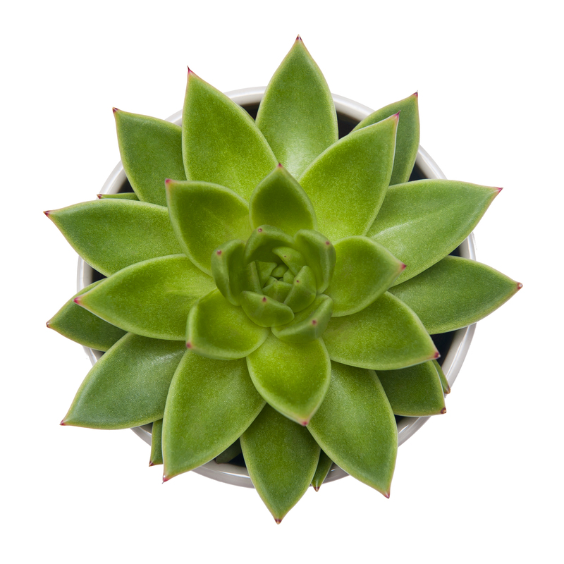 Echeveria