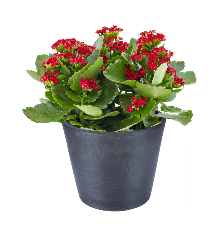 Kalanchoe