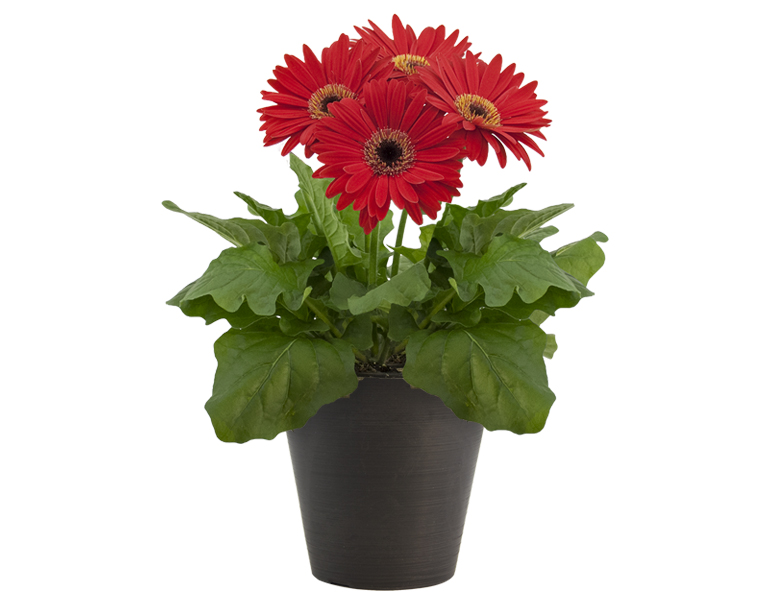 Gerbera