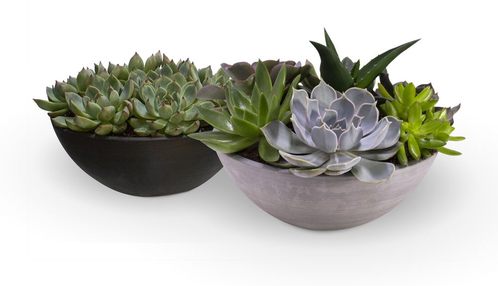 Succulent Bowl