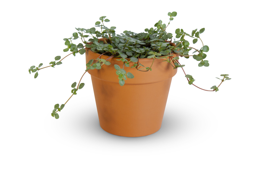 Pilea Glauca