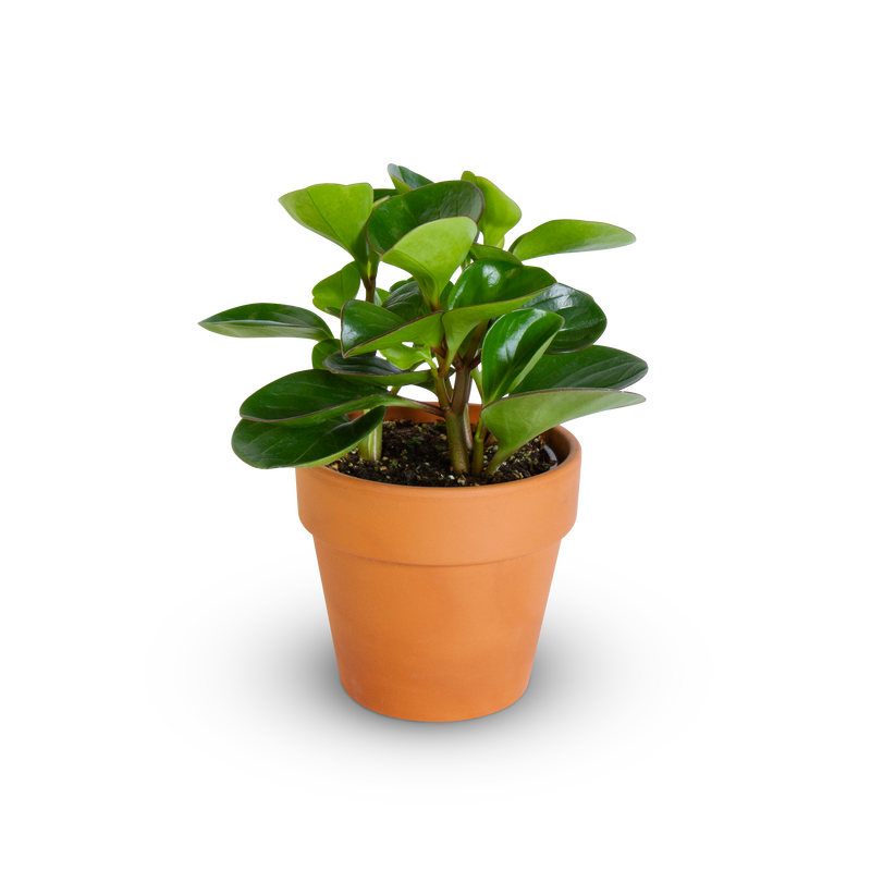 Peperomia Obtipan