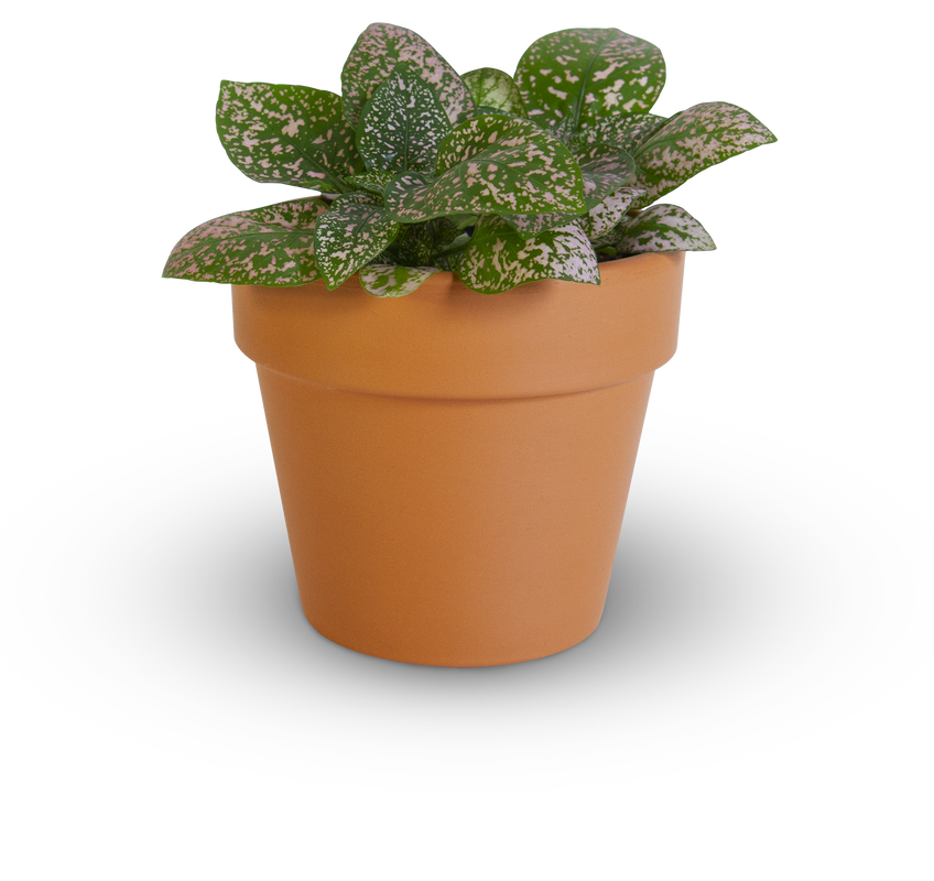 Polka Dot Plant