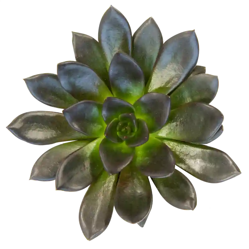 Echeveria 'Preta'