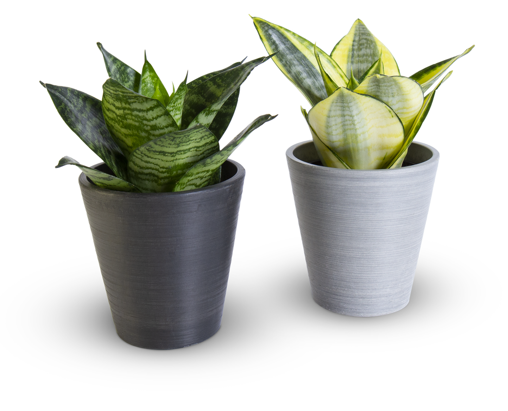 Snake Plant Sansevieria