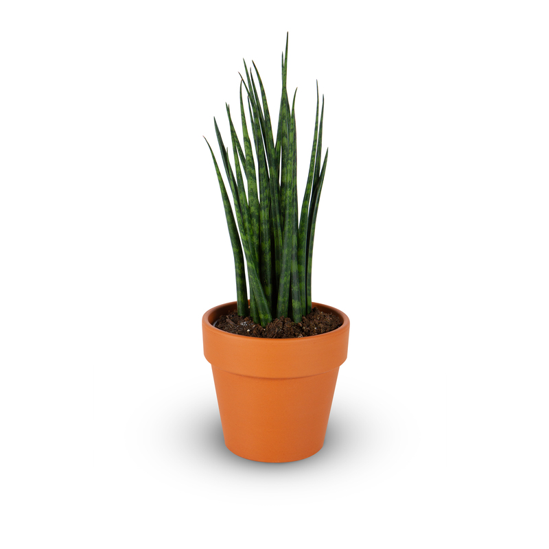 Sansevieria Fernwood