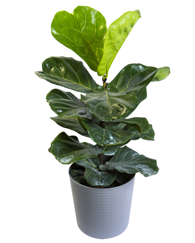 Fiddle Leaf Fig