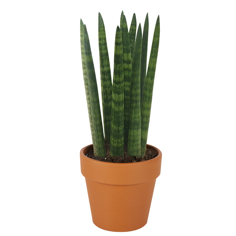 Sansevieria Dragon Fingers