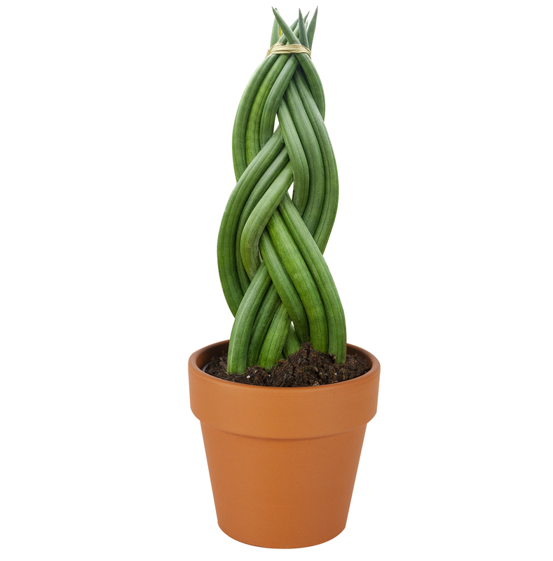 Sansevieria Cylindrica Braid