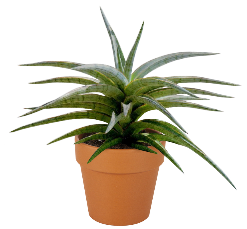 Sansevieria Tom G