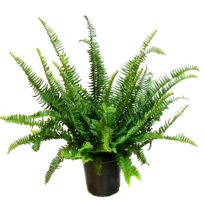 Kimberly Queen Fern