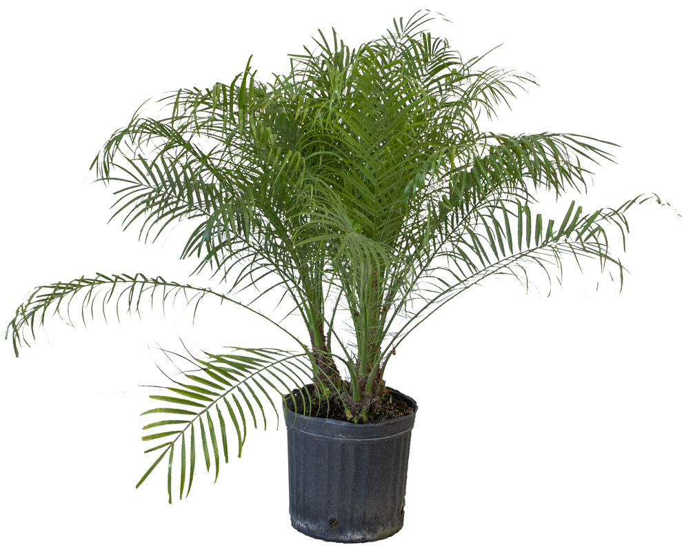 Pygmy Date Palm