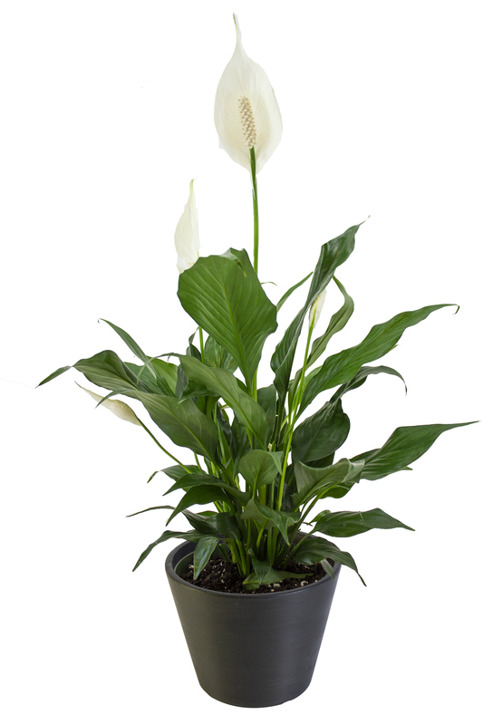 Peace Lily