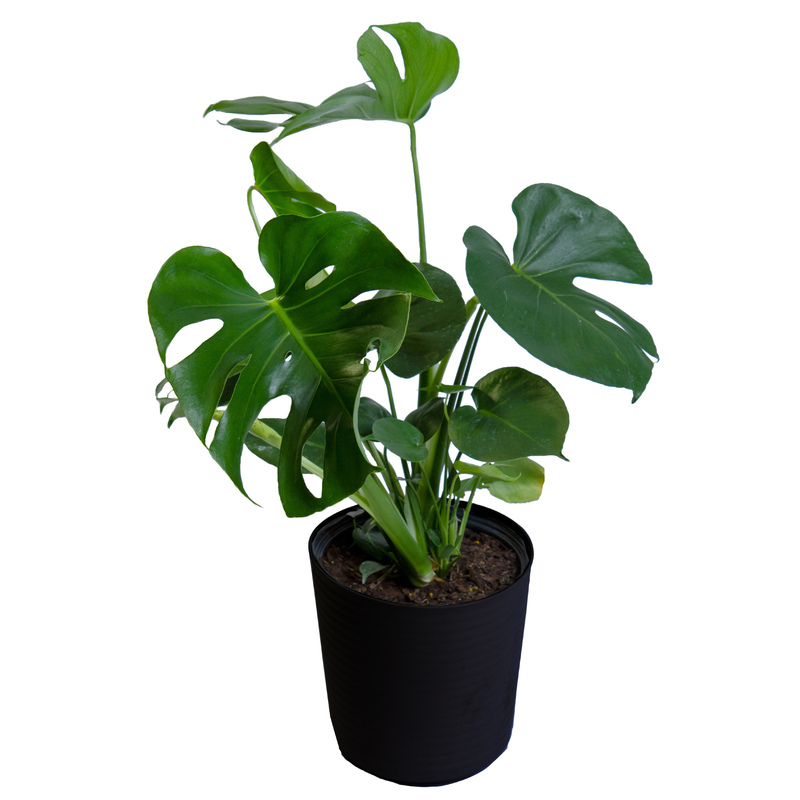 Monstera