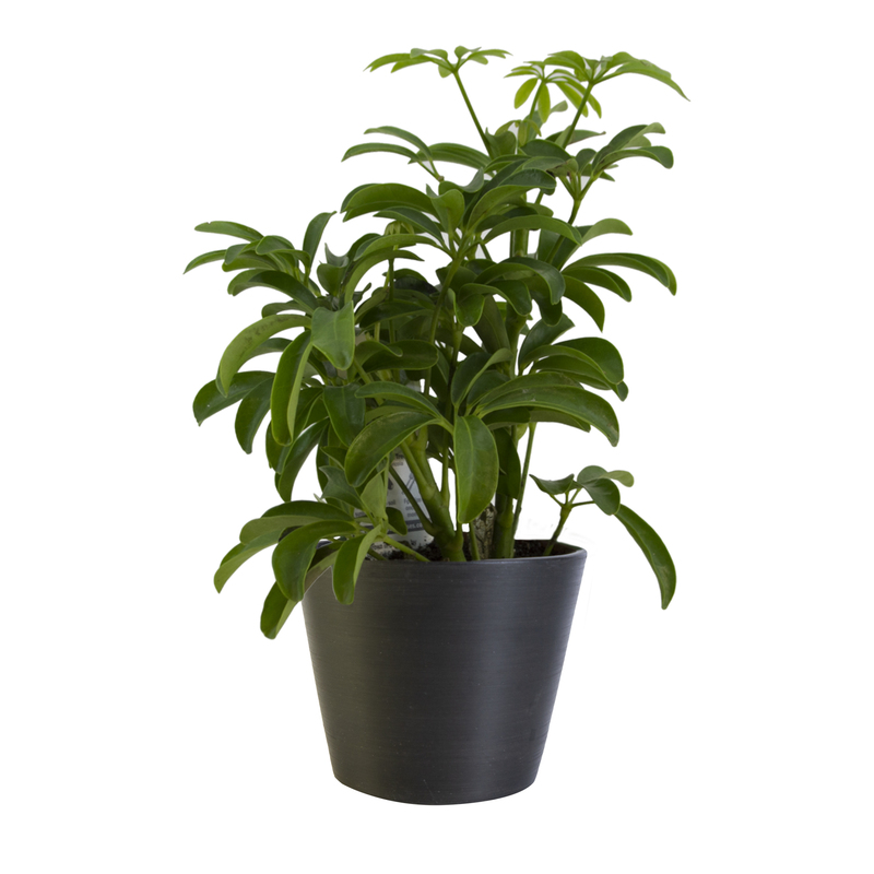 Schefflera