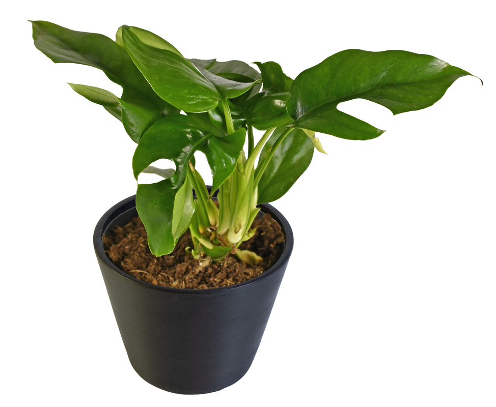 Philodendron 'Ginny'